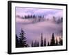 Fog Lifting over Trees-Darrell Gulin-Framed Photographic Print