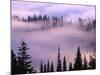 Fog Lifting over Trees-Darrell Gulin-Mounted Photographic Print