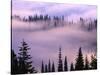 Fog Lifting over Trees-Darrell Gulin-Stretched Canvas