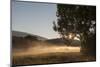 Fog on a Summer Morning-Simone Wunderlich-Mounted Photographic Print