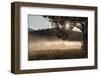 Fog on a Summer Morning-Simone Wunderlich-Framed Photographic Print