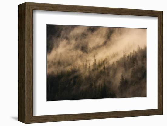 Fog on Baranof Island, Tongass National Forest Alaska, USA-Jaynes Gallery-Framed Photographic Print