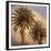 Fog over Canary Palms-Rick Garcia-Framed Giclee Print