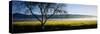 Fog over Crops in a Field, Napa Valley, California, USA-null-Stretched Canvas