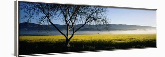 Fog over Crops in a Field, Napa Valley, California, USA-null-Framed Photographic Print