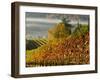 Fog Pools in a Finger of the Willamette Valley, Oregon, USA-Janis Miglavs-Framed Photographic Print