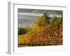 Fog Pools in a Finger of the Willamette Valley, Oregon, USA-Janis Miglavs-Framed Photographic Print