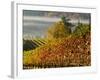 Fog Pools in a Finger of the Willamette Valley, Oregon, USA-Janis Miglavs-Framed Photographic Print