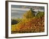 Fog Pools in a Finger of the Willamette Valley, Oregon, USA-Janis Miglavs-Framed Photographic Print