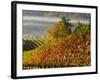 Fog Pools in a Finger of the Willamette Valley, Oregon, USA-Janis Miglavs-Framed Photographic Print