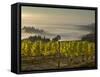 Fog Pools in Willamette Valley, Dundee, Oregon, USA-Janis Miglavs-Framed Stretched Canvas