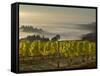 Fog Pools in Willamette Valley, Dundee, Oregon, USA-Janis Miglavs-Framed Stretched Canvas