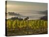 Fog Pools in Willamette Valley, Dundee, Oregon, USA-Janis Miglavs-Stretched Canvas