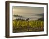 Fog Pools in Willamette Valley, Dundee, Oregon, USA-Janis Miglavs-Framed Photographic Print