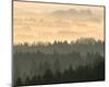 Fog Raising From Forest Dusk-null-Mounted Art Print