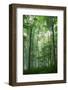 Fog Rising in Grove of Maple Trees-Darrell Gulin-Framed Photographic Print