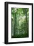 Fog Rising in Grove of Maple Trees-Darrell Gulin-Framed Photographic Print