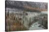 Fog Rolls in on Larch Trees, Glacier National Park, Montana, USA-Chuck Haney-Stretched Canvas