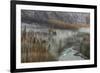 Fog Rolls in on Larch Trees, Glacier National Park, Montana, USA-Chuck Haney-Framed Photographic Print