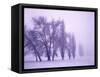 Fog shrouded Poplar and Cottonwood trees, Deschutes County, Central Oregon, USA-null-Framed Stretched Canvas