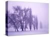 Fog shrouded Poplar and Cottonwood trees, Deschutes County, Central Oregon, USA-null-Stretched Canvas