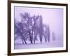 Fog shrouded Poplar and Cottonwood trees, Deschutes County, Central Oregon, USA-null-Framed Photographic Print