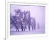 Fog shrouded Poplar and Cottonwood trees, Deschutes County, Central Oregon, USA-null-Framed Photographic Print