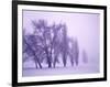 Fog shrouded Poplar and Cottonwood trees, Deschutes County, Central Oregon, USA-null-Framed Photographic Print