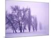 Fog shrouded Poplar and Cottonwood trees, Deschutes County, Central Oregon, USA-null-Mounted Photographic Print