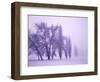 Fog shrouded Poplar and Cottonwood trees, Deschutes County, Central Oregon, USA-null-Framed Photographic Print