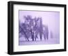 Fog shrouded Poplar and Cottonwood trees, Deschutes County, Central Oregon, USA-null-Framed Photographic Print