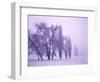 Fog shrouded Poplar and Cottonwood trees, Deschutes County, Central Oregon, USA-null-Framed Photographic Print