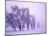 Fog shrouded Poplar and Cottonwood trees, Deschutes County, Central Oregon, USA-null-Mounted Photographic Print