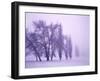 Fog shrouded Poplar and Cottonwood trees, Deschutes County, Central Oregon, USA-null-Framed Photographic Print