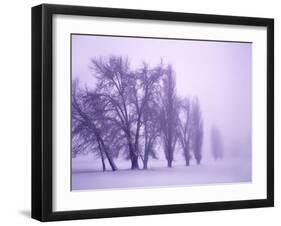 Fog shrouded Poplar and Cottonwood trees, Deschutes County, Central Oregon, USA-null-Framed Photographic Print