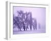 Fog shrouded Poplar and Cottonwood trees, Deschutes County, Central Oregon, USA-null-Framed Photographic Print
