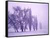 Fog shrouded Poplar and Cottonwood trees, Deschutes County, Central Oregon, USA-null-Framed Stretched Canvas