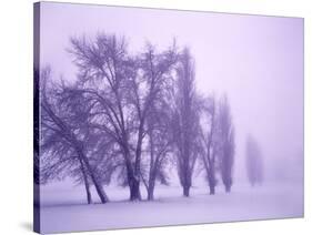 Fog shrouded Poplar and Cottonwood trees, Deschutes County, Central Oregon, USA-null-Stretched Canvas
