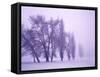 Fog shrouded Poplar and Cottonwood trees, Deschutes County, Central Oregon, USA-null-Framed Stretched Canvas