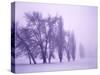 Fog shrouded Poplar and Cottonwood trees, Deschutes County, Central Oregon, USA-null-Stretched Canvas