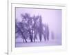 Fog shrouded Poplar and Cottonwood trees, Deschutes County, Central Oregon, USA-null-Framed Photographic Print