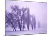 Fog shrouded Poplar and Cottonwood trees, Deschutes County, Central Oregon, USA-null-Mounted Photographic Print