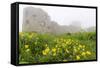 Fog Shrouds Hammershus Castle on the Most Northerly Tip of Bornholm, Denmark, Scandinavia, Europe-Michael Nolan-Framed Stretched Canvas