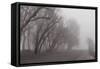 Fog Trail-5fishcreative-Framed Stretched Canvas