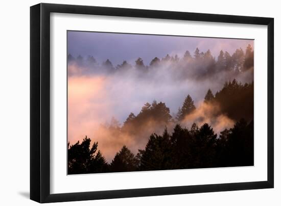 Fog Tree and Light Play Marin San Francisco-Vincent James-Framed Premium Photographic Print