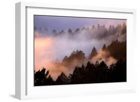 Fog Tree and Light Play Marin San Francisco-Vincent James-Framed Premium Photographic Print