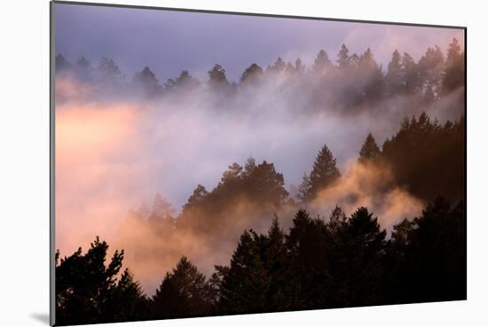 Fog Tree and Light Play Marin San Francisco-Vincent James-Mounted Premium Photographic Print