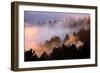 Fog Tree and Light Play Marin San Francisco-Vincent James-Framed Photographic Print