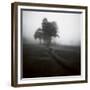 Fog Tree Study 1-Jamie Cook-Framed Giclee Print