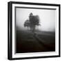 Fog Tree Study 1-Jamie Cook-Framed Giclee Print